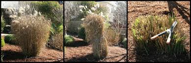 When To Transplant Ornamental Grass | Ornamental Grasses, Ornamental Grass  Landscape, Tall Grass Landscaping