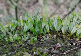 Image result for Holothrix longiflora