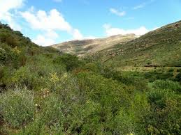 Image result for Anthospermum ammannioides