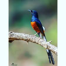 The White Rumped Shama Is A Small Passerine Bird Of The Family Muscicapidae Native To Densely The White Rumped Shama Is A Small Pet Birds Passerine Bird Bird