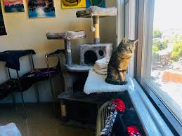 A cat enclosure is the best solution! 19 Ideas For Cats In Small Apartments You Ll Both Love Caticles