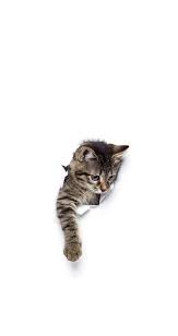 تصویر زمینه گربه ۳۰ تصویر Cat Wallpaper All In Bit Wallpaper Em 2020 Adesivos De Gato Animais Bebes Animais