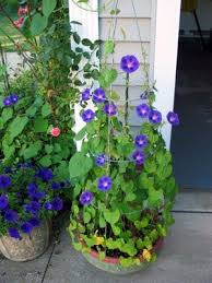 Growing morning glories apply a balanced liquid fertilizer after planting. Morning Glory Take Over Plants Container Gardening Flowers Container Gardening