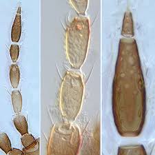 Image result for Bothriocline longipes