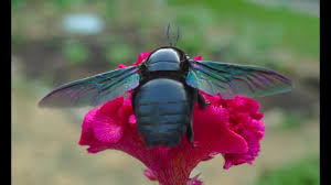 Though not as commonly seen, there are three species of small carpenter bees (ceratina spp.) in florida, two of which are metallic blue.these bees are smaller and more slender than the blue calamintha bee, less than 8 mm in length (a little less than the radius of a dime). Big Blue Bee Carpenter Bee Youtube