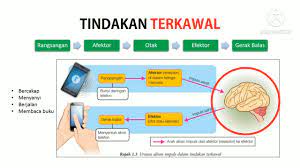 Ada 20 gudang lagu sains tahun 4 i gerak balas terhadap rangsangan terbaru, klik salah satu untuk download lagu mudah dan cepat. Sains Ting 3 Bab 1 Rangsangan Gerak Balas 1 1 Sistem Saraf Manusia Youtube