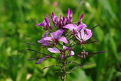 Image result for Cleome polyanthera