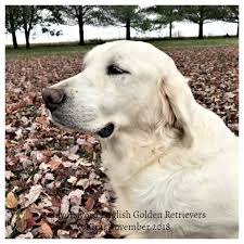 Puplookup.com has everything you need to find the right breeder and puppy for your family. Silversword English Golden Retrievers Silversword Akc Registered English Golden Retrievers