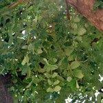 Image result for Ekebergia benguelensis