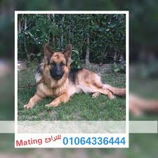 مصر الجيزة ذكر جيرمان شيبرد للزواج مقابل جراوي pet4sell corgi animals dogs