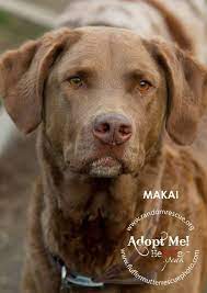 Pin On Adoptable Dogs Cats Horses
