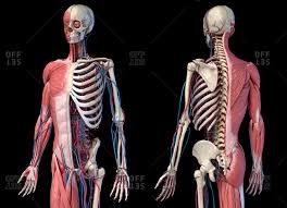 It is composed of many different types of cells that together create tissues and subsequently organ systems. Skeletal Stock Photos Offset