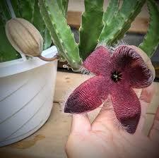 Image result for Stapelia