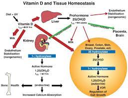 Understanding Vitamin D Metabolism In Pregnancy From Physiology To Pathophysiology And Clinical Outcomes Metabolism Clinical And Experimental