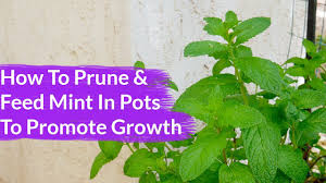Welcome to the famous dave's garden website. How To Prune Feed Scraggly Mint To Promote New Growth Joy Us Garden Youtube