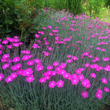 Pink Dianthus Gratianopolitanus Firewitch Dianthus Gratianopolitanus Firewitch Firewitch Garden Pinks Perennial Plants Flowers Perennials Perennials