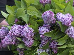 We did not find results for: The Miracle Of Lilac Long Living Sweet Smelling And Very Easy To Grow