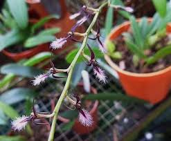 Image result for Bulbophyllum saltatorium