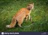 Ginger Bengal Cat Stock Photos & Ginger Bengal Cat Stock ...