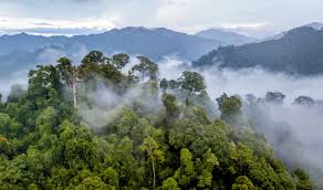 Amazon rainforest, large tropical rainforest occupying the amazon basin in northern south america and covering an area of 2,300,000 square miles (6,000,000 square km). Fires Are Transforming The Amazon Rainforest Into Savanna Earth Com