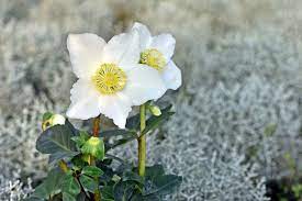 Auf plantopedia finden sie alle informationen zur blütezeit von der großteil der sortenvielfalt der veilchengewächse (bot. Christrosen Pflegen So Haben Sie Lange Freude An Ihren Pflanzen