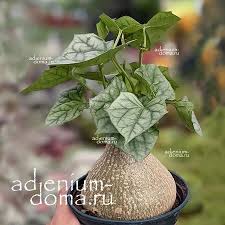 Image result for Gerrardanthus lobatus