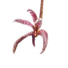 Image result for Bulbophyllum prorepens