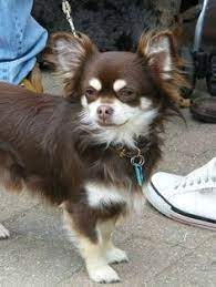 Image Result For Long Haired Chihuahua For Sale Chihuahuacare Chihuahua Puppies Chihuahua Long Haired Chihuahua