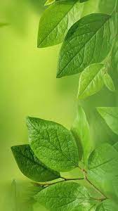 Ecran De Verrouillage Papier Peint Esthetique Iphonebackgrounds Androidwallpaper Green Nature Wallpaper Beautiful Landscape Wallpaper New Nature Wallpaper
