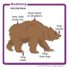 Anatomy Of The Grizzly Bear Grizzly Bear Facts Bear Facts For Kids Brown Bear Brown Bear Activities