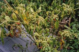 Maybe you would like to learn more about one of these? Penyakit Pada Tanaman Cabe Dan Cara Mengatasinya Bibitbunga Com