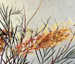 Image result for Gunillaea