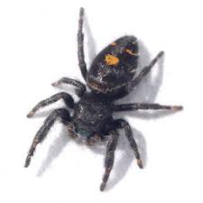 Within (literally) 5 seconds of taking them out of the package one block came off the string. Bold Jumping Spider Arthropod Museum
