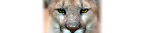 Alert Arizona Bill Would Ban Mountain Lion Bobcat Hunting Infj Infp Infj Personality Intj And Infj