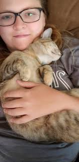 Lost Cat Tiger in Delta Junction, Alaska