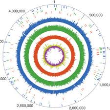 Mutation hotspots in lymphoid neoplasms. Pdf Pre Columbian Mycobacterial Genomes Reveal Seals As A Source Of New World Human Tuberculosis