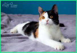 Cari tahu sederet nama kucing islami jantan dan betina. 6 Nama Kucing Islami Terbaik Ekor9 Com Kucing Kucing Belang Hewan Peliharaan
