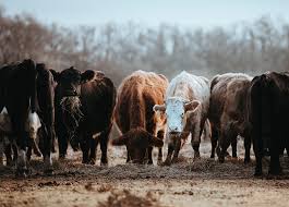 Potensi Bisnis Peternakan Mulai Dari Sapi Pedaging Hingga Sapi Dwiguna