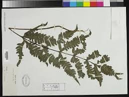 Image result for Pteris atrovirens