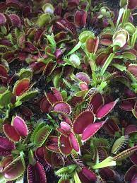 The Trap On The Plant Only Has A Limited Number Of Lives Carnivorous Plants Venus Fly Trap Care Plants