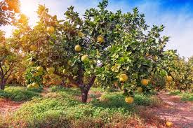 Because we care about your success, we only stock larger sizes of citrus: Pin On What Makes My Garden Grow