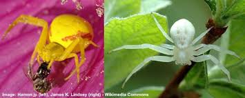 A total of 50 spider species, two plants, three frogs and one gecko found on the expedition are believed to be one new find is a bright green jumping spider labelled orthrus. Types Of Spiders With Identification Guide Pictures Names Charts