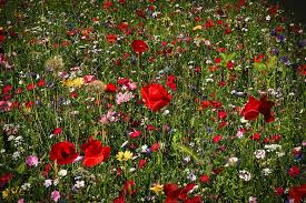 Trova immagini per fiori di campo. Fiore Di Campo Fiori Selvatici Foto Gratis Su Pixabay