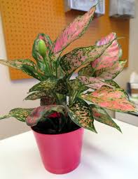 Penataan tanaman rambat, tanaman hias keladi dan berdun kecil dalam. 10 Inspirasi Tanaman Hias Mini Untuk Meja Kerja Usir Galau Dan Bikin Hati Berbunga Bunga Steemit