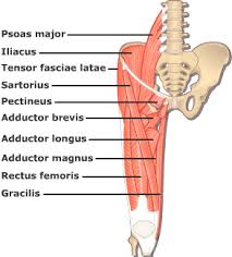 Diagramme schnell und einfach erstellen. What To Do For A Pulled Or Strained Hip Flexor Or Groin Muscle Mobility Mastery Hip Flexor Exercises Hip Flexor Thigh Muscles