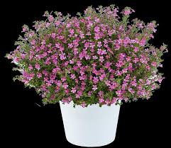 Image result for Jamesbrittenia