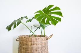 Pour Purifier L Air D Une Maison Il Y A Une Solution Toute Simple Et Efficace Et Ce Sont Les