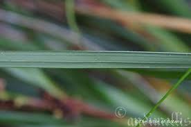 Image result for Commelina aspera