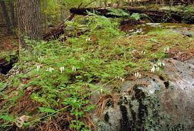 Image result for Papaveraceae