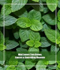 5 Causes Of Mint Leaves Turn Brown Complete Solution